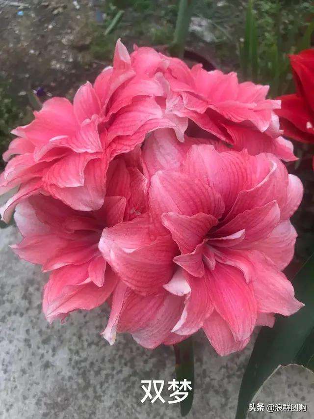 关于马来西亚队鏖战印尼队,戴资颖惊艳四座的信息 关于马来西亚队鏖战印尼队,戴资颖惊艳四座的信息