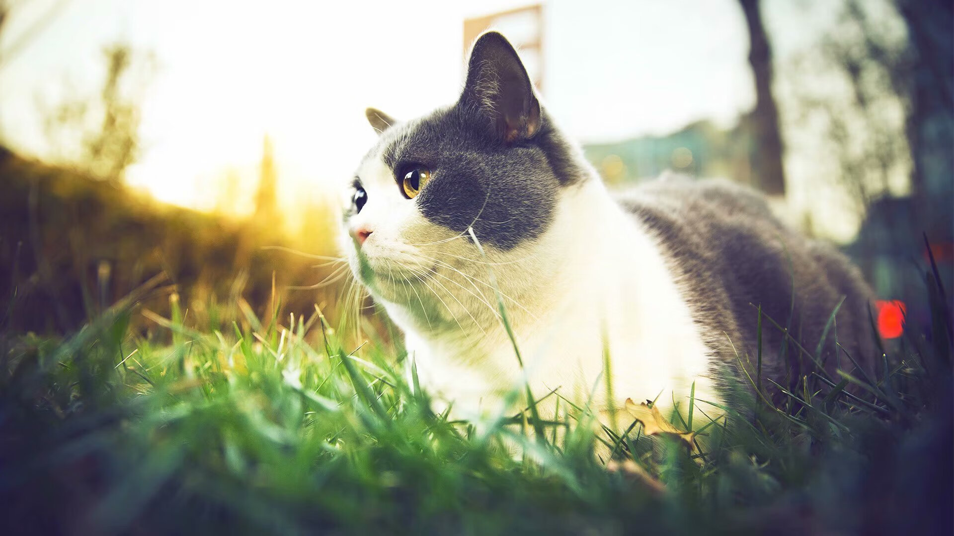 布伦森单骑破阵点燃赛场,辽宁绝杀奇才彰显篮球血性