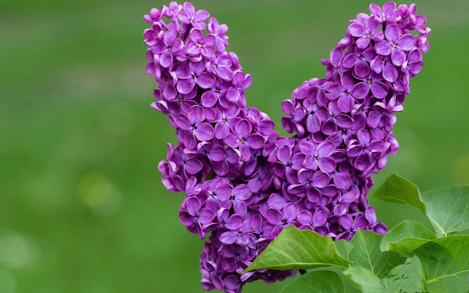 西决生死战之夜,塔图姆关键时刻站出来