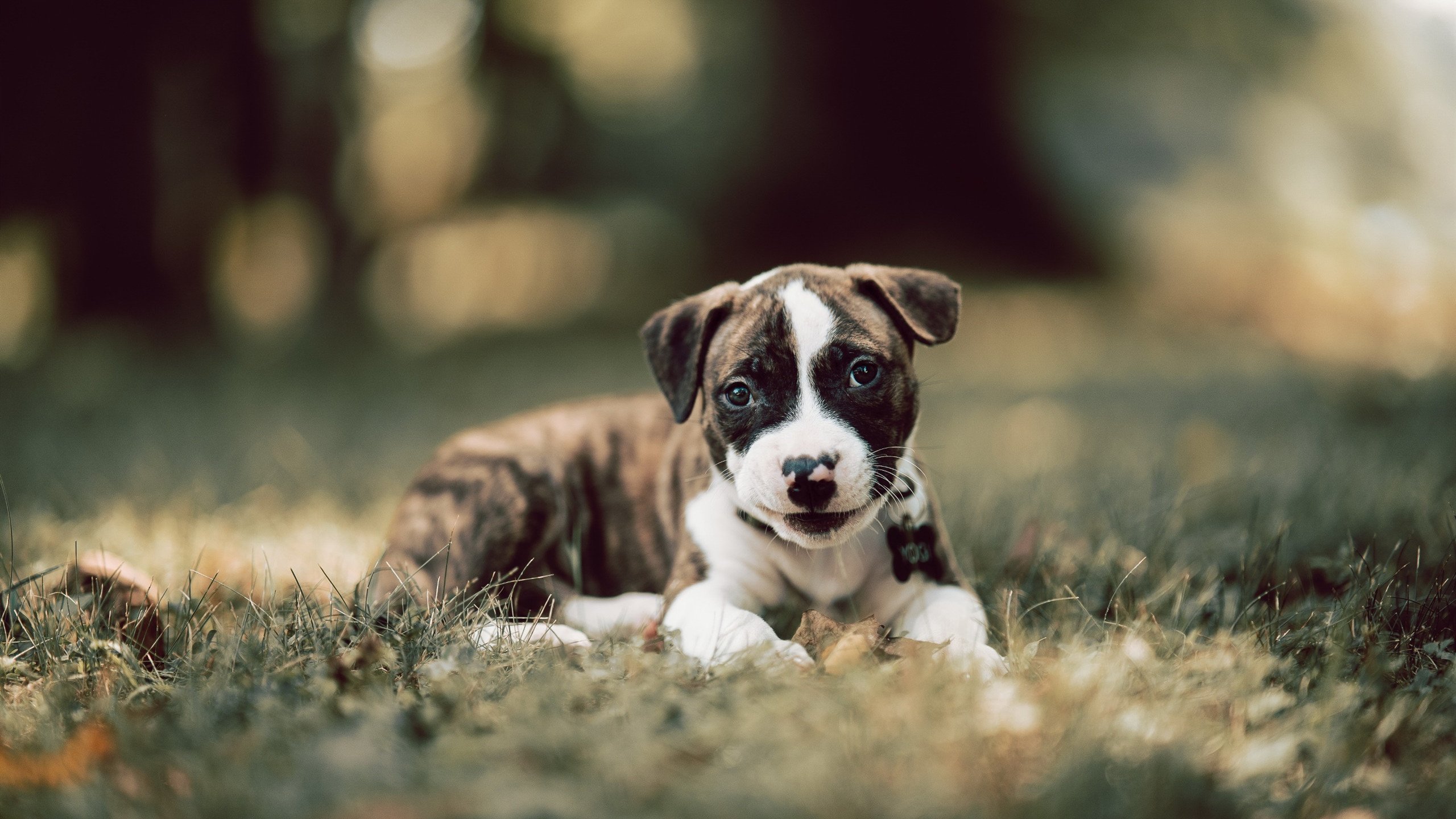 从尼斯到佛罗伦萨，福登如何成为英格兰足球的关键先生